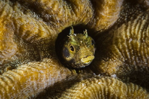Blenny in Coral, Bonaire Island by Alejandro Topete 